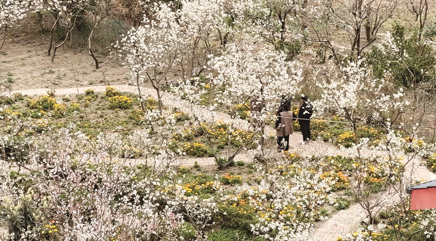 櫻桃花谷 好春光