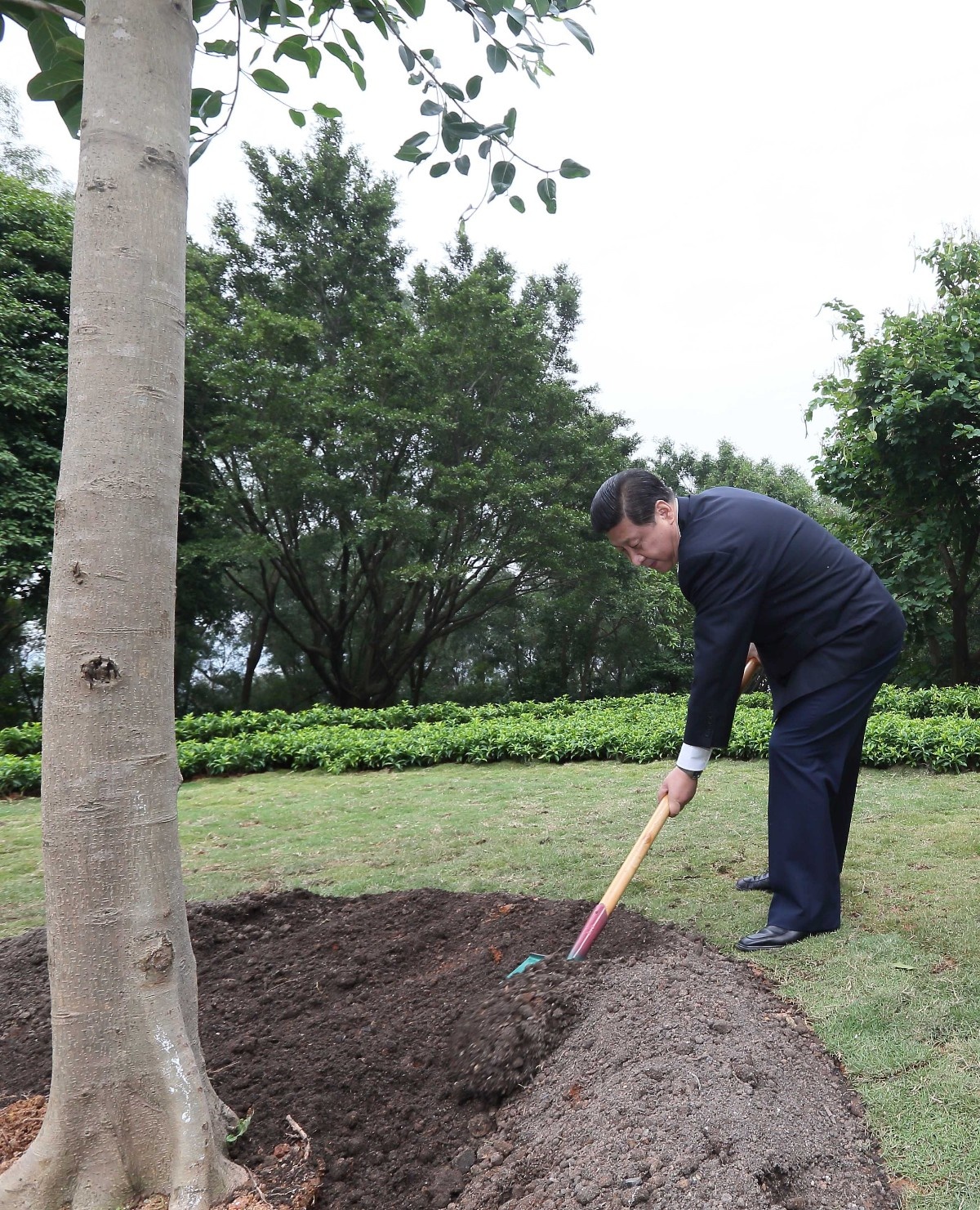 2012年12月8日，習近平在深圳蓮花山公園種下一棵高山榕樹。